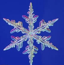 Snowies